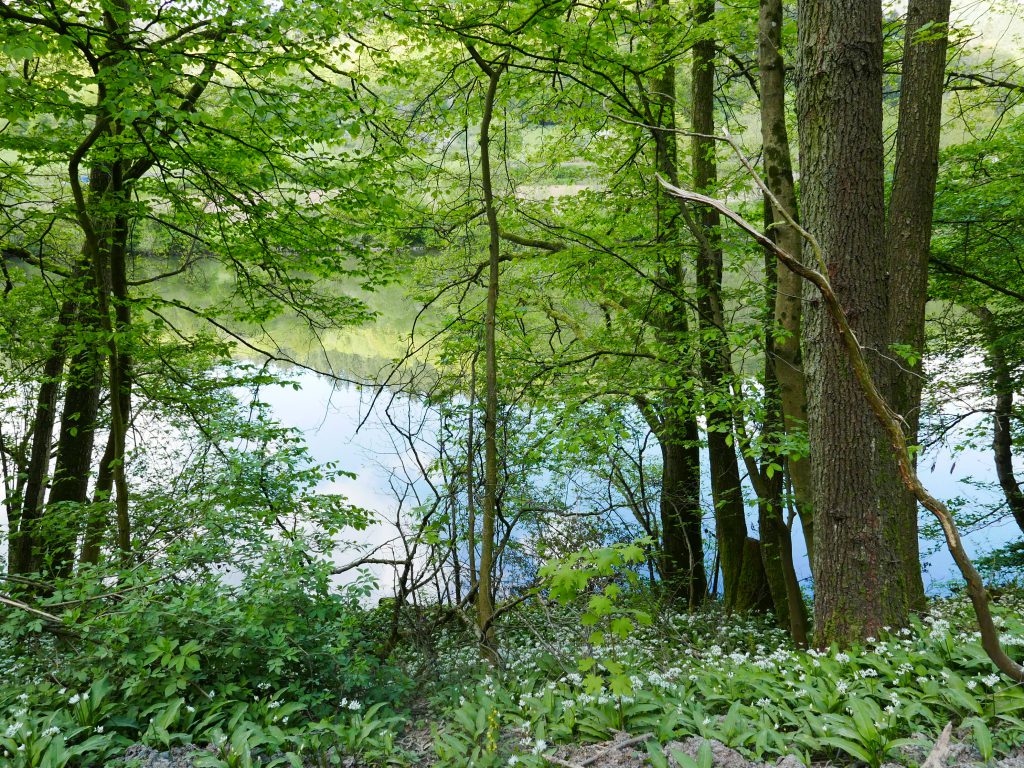 Odenwald-bei-Neckarhausen